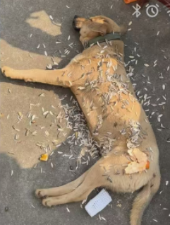 狗善被扔瓜子皮